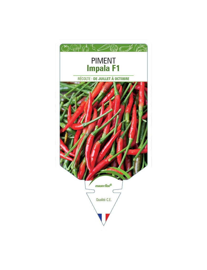 PIMENT IMPALA F1