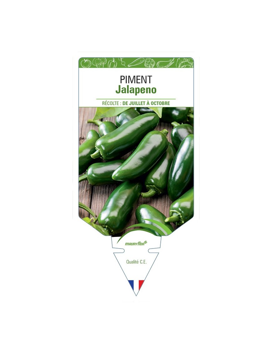 PIMENT JALAPENO