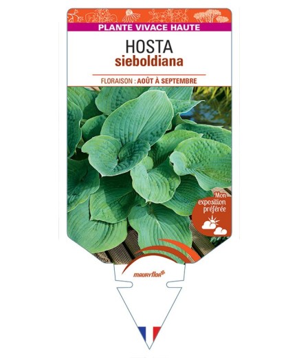 HOSTA sieboldiana (bleu) *