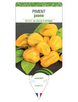 PIMENT JAUNE