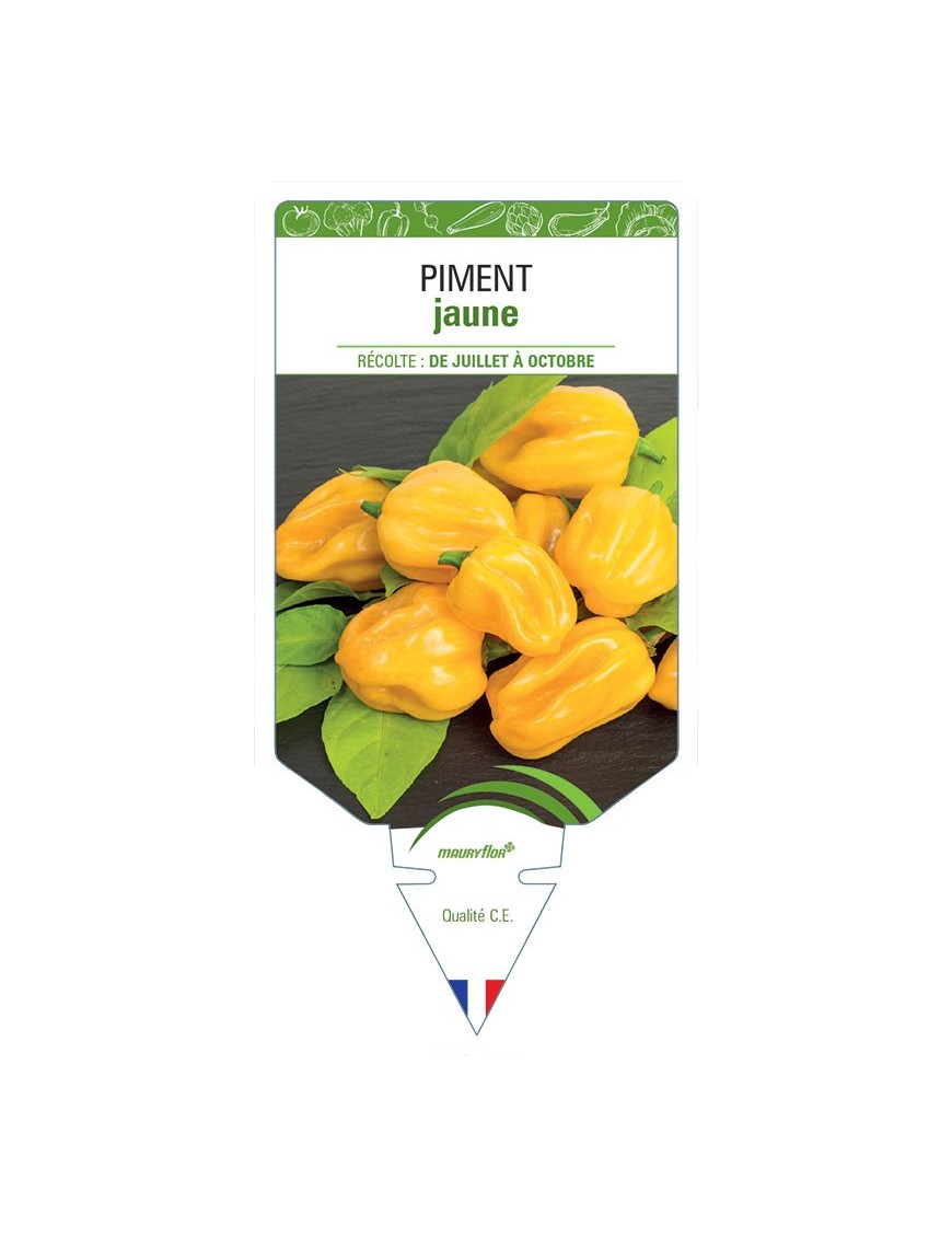 PIMENT JAUNE