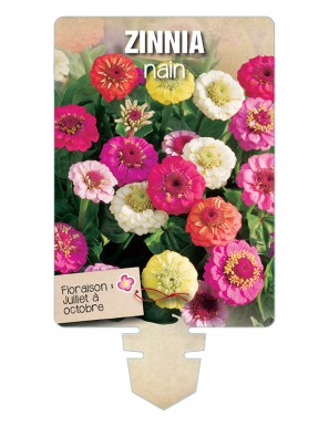 ZINNIA NAIN (varié)
