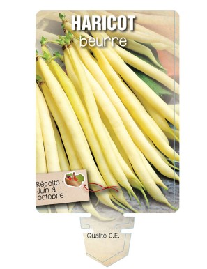 HARICOT BEURRE jaune)