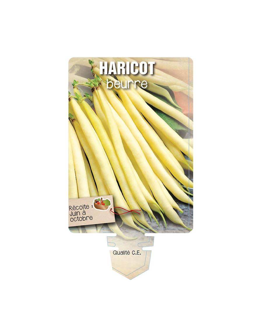 HARICOT BEURRE jaune)