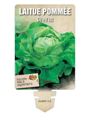 LAITUE (pommée) DIVINA