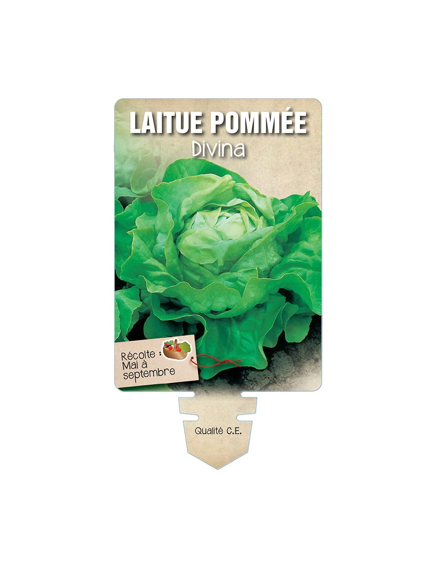 LAITUE (pommée) DIVINA