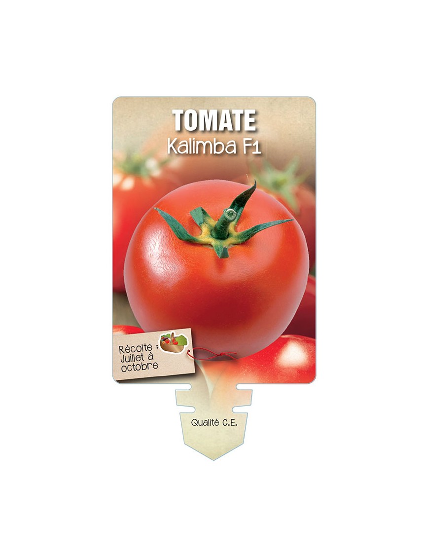 TOMATE KALIMBA F1