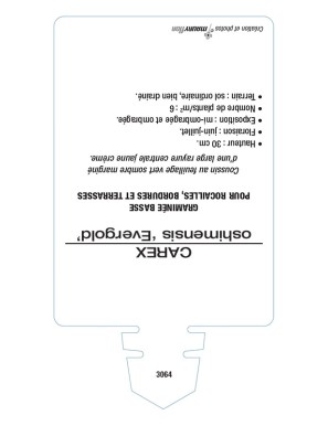 CAREX oshimensis 'Evergold'