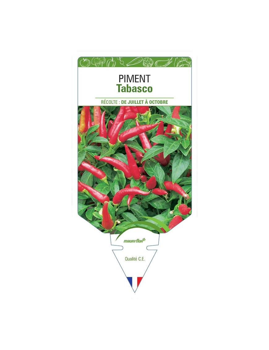 PIMENT TABASCO