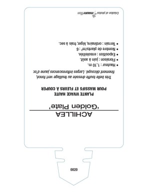 ACHILLEA (millefolium) 'Golden Plate'