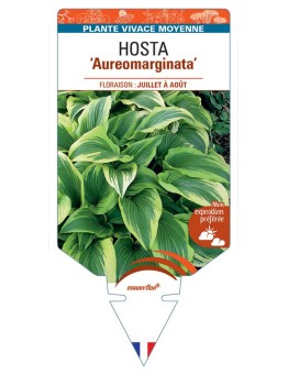 HOSTA Aureomarginata *