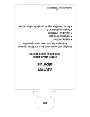 ASTER DES ALPES (blanc)