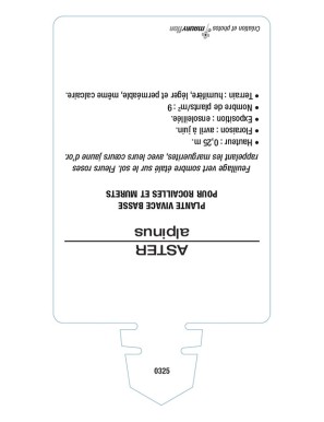 ASTER DES ALPES (rose)