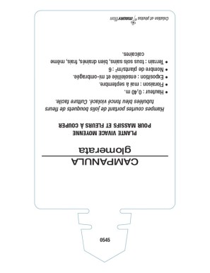 CAMPANULE à bouquet (violet)