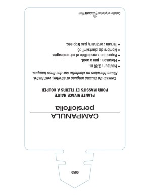 CAMPANULE A FEUILLES DE PECHER (blanc)