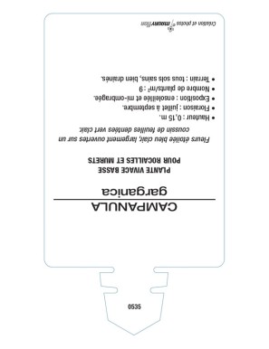 CAMPANULE GARGANICA (bleu)