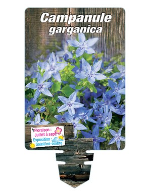 CAMPANULE GARGANICA (bleu)