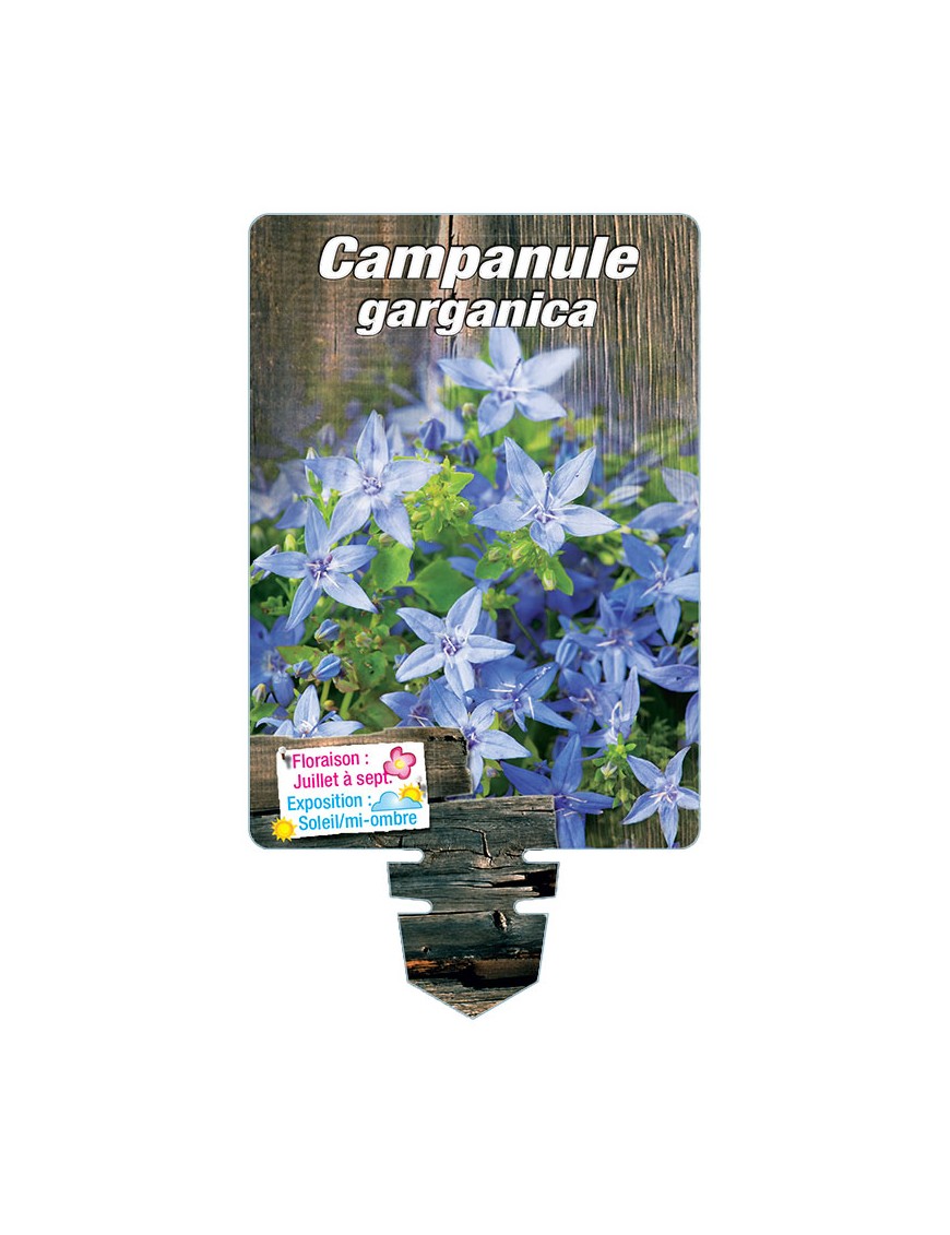CAMPANULE GARGANICA (bleu)