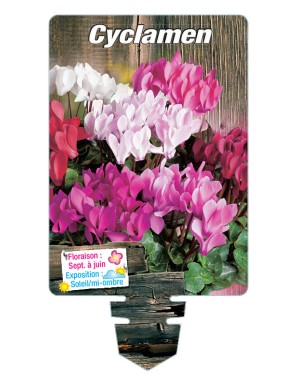 CYCLAMEN (variés)
