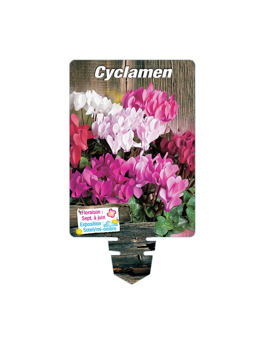 CYCLAMEN (variés)