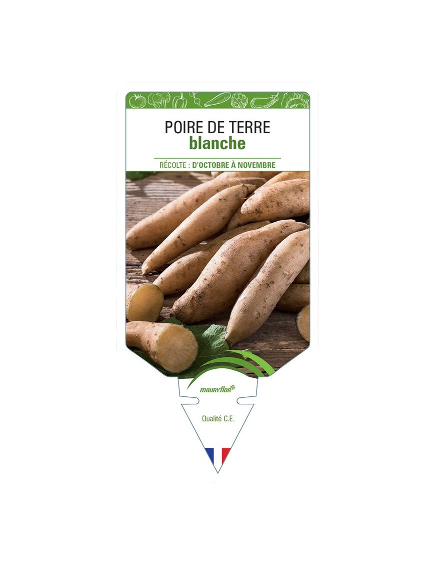 POIRE DE TERRE BLANCHE