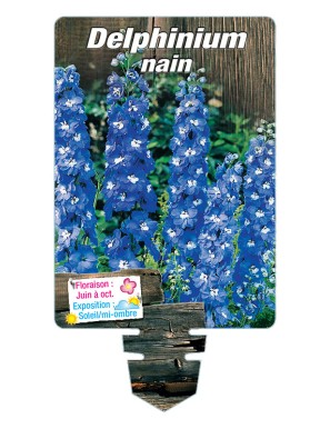 DELPHINIUM NAIN (bleu)