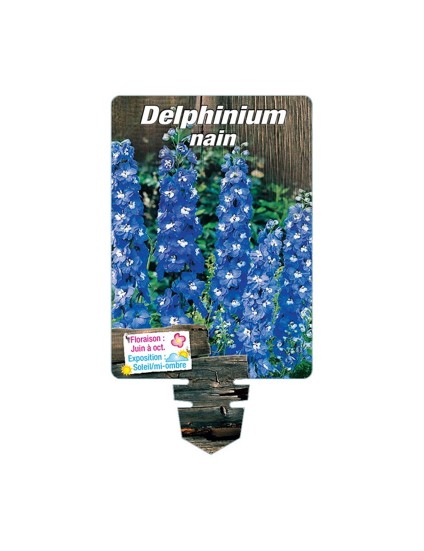DELPHINIUM NAIN (bleu)