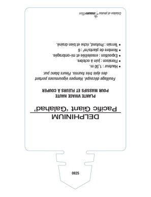 DELPHINIUM Pacific Giant 'Galahad' (blanc pur)