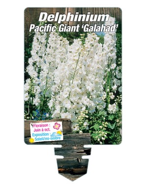 DELPHINIUM Pacific Giant 'Galahad' (blanc pur)
