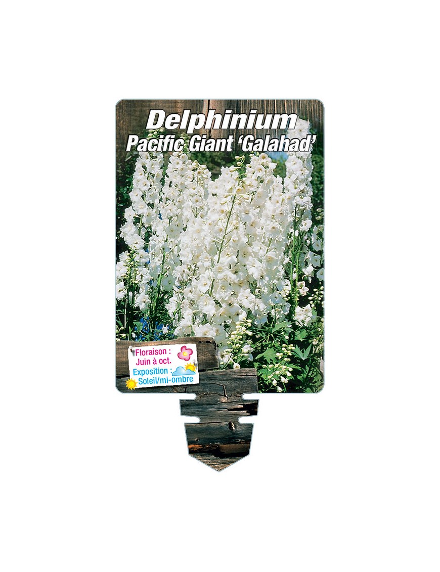 DELPHINIUM Pacific Giant 'Galahad' (blanc pur)