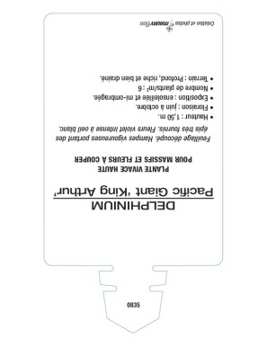 DELPHINIUM Pacific Giant 'King Arthur' (pourpre œil blanc)