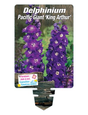 DELPHINIUM Pacific Giant 'King Arthur' (pourpre œil blanc)