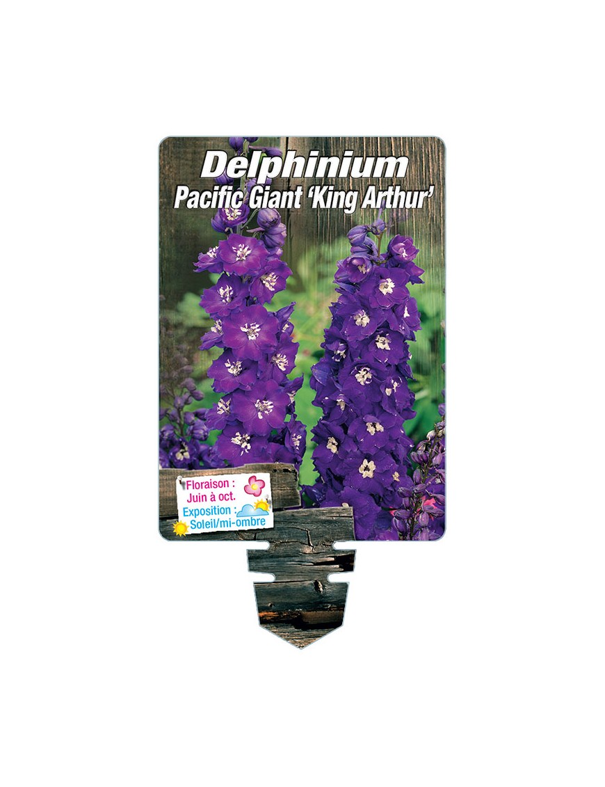 DELPHINIUM Pacific Giant 'King Arthur' (pourpre œil blanc)