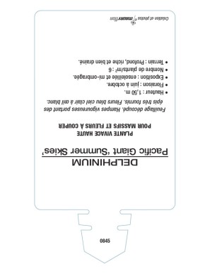 DELPHINIUM Pacific Giant 'SUMMER SKIES' (bleu clair œil blanc)