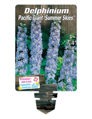 DELPHINIUM Pacific Giant 'SUMMER SKIES' (bleu clair œil blanc)