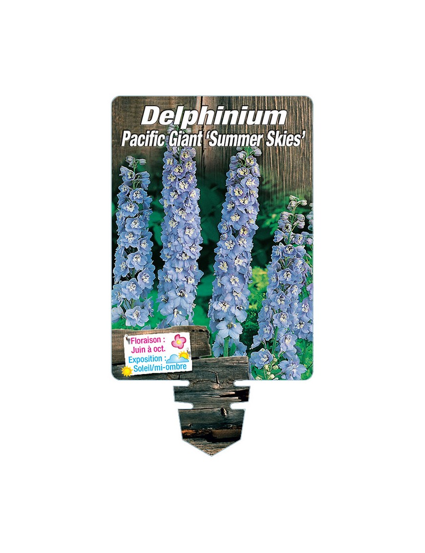 DELPHINIUM Pacific Giant 'SUMMER SKIES' (bleu clair œil blanc)