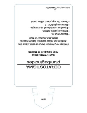 DENTELAIRE Ceratostigma (plumbaginoides)