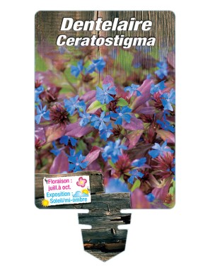 DENTELAIRE Ceratostigma (plumbaginoides)