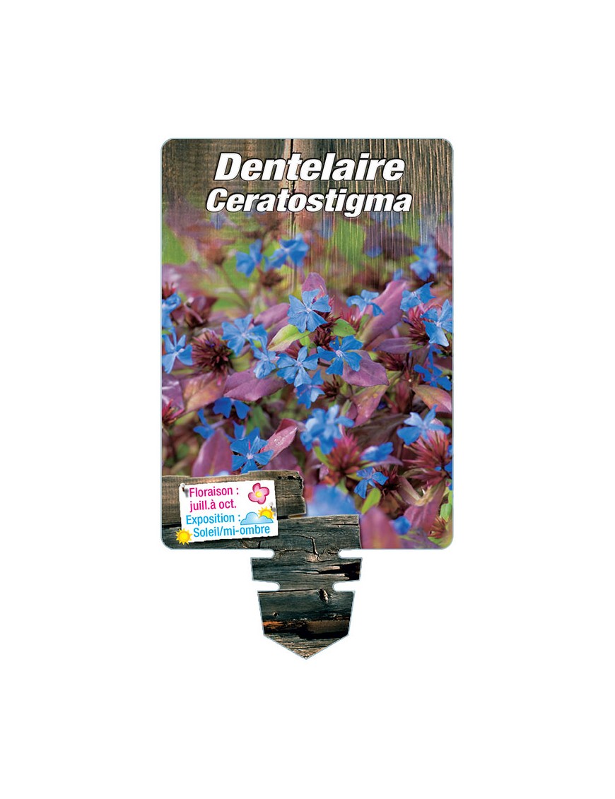 DENTELAIRE Ceratostigma (plumbaginoides)
