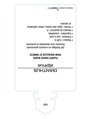 DIANTHUS alpinus voir ŒILLET des Alpes (rose)