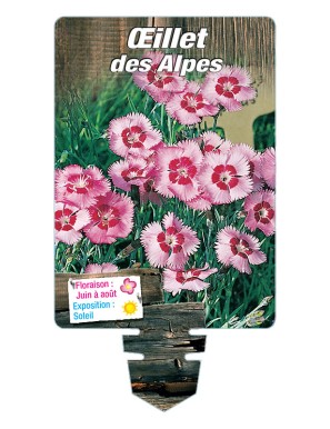 DIANTHUS alpinus voir ŒILLET des Alpes (rose)