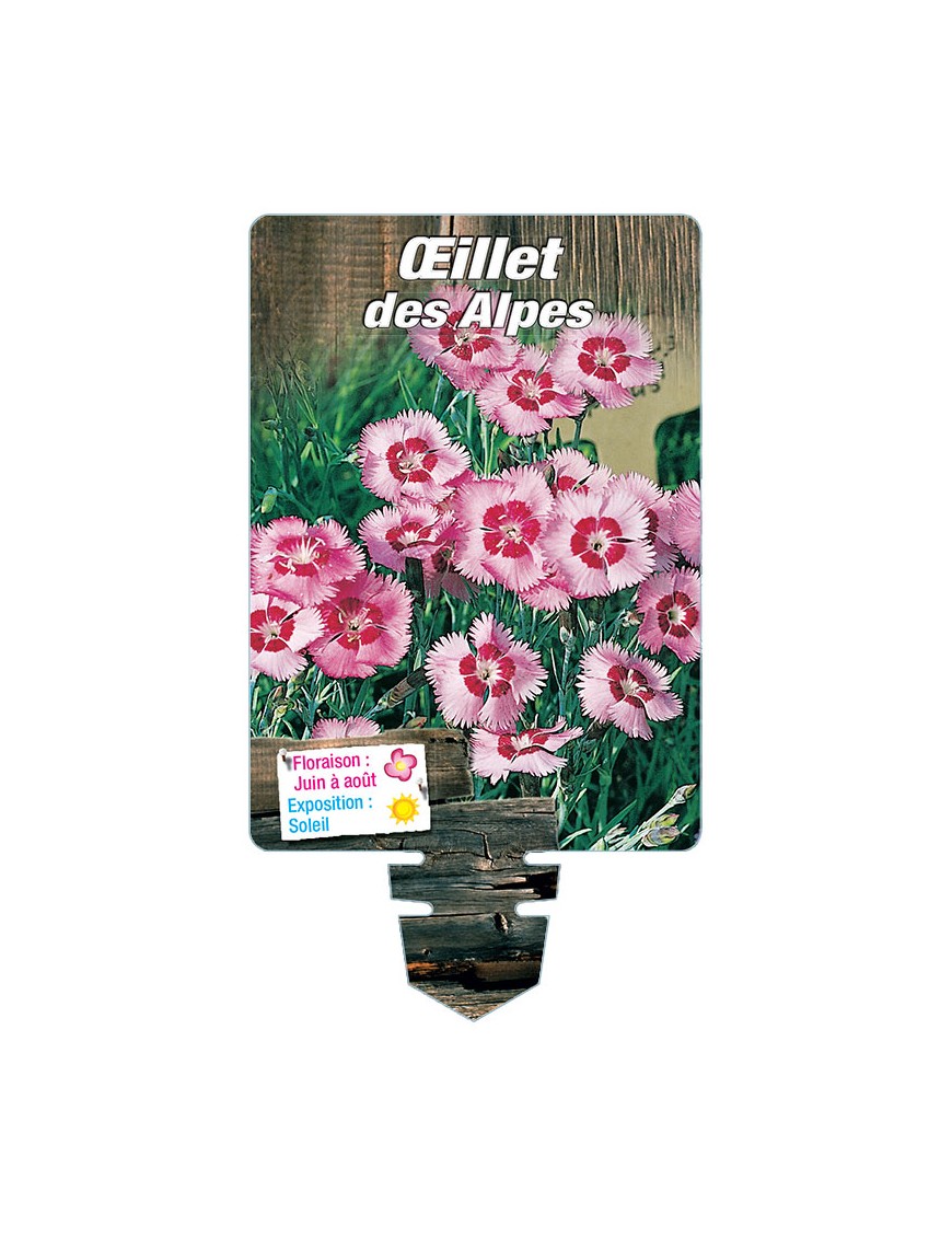 DIANTHUS alpinus voir ŒILLET des Alpes (rose)