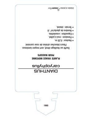 DIANTHUS caryophyllus voir ŒILLET DES FLEURISTES (panaché)