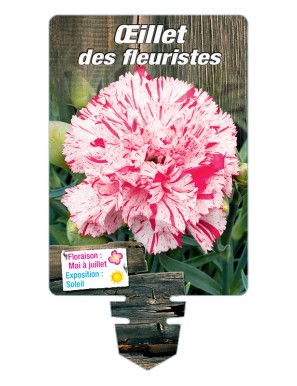 DIANTHUS caryophyllus voir ŒILLET DES FLEURISTES (panaché)
