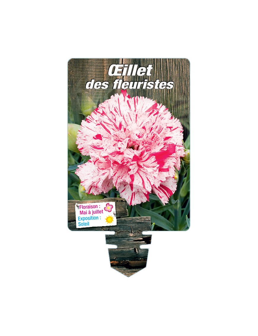 DIANTHUS caryophyllus voir ŒILLET DES FLEURISTES (panaché)