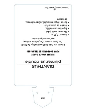 DIANTHUS plumarius voir ŒILLET mignardise double (rose)