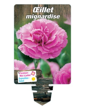 DIANTHUS plumarius voir ŒILLET mignardise double (rose)