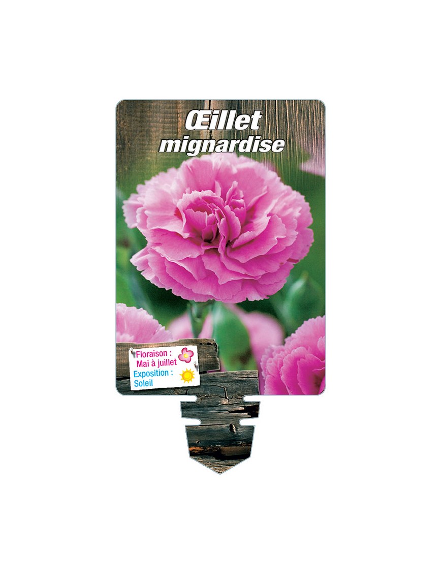 DIANTHUS plumarius voir ŒILLET mignardise double (rose)