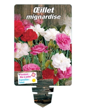 DIANTHUS plumarius voir ŒILLET mignardise double (varié)