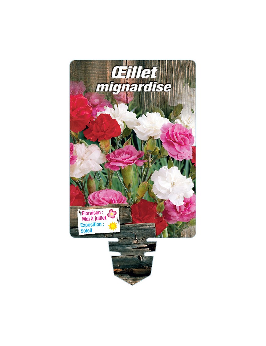 DIANTHUS plumarius voir ŒILLET mignardise double (varié)